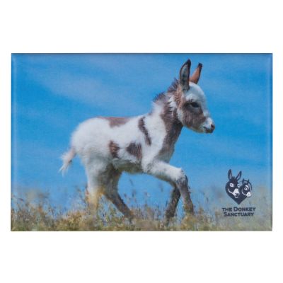 D22033 Donkey foal magnet