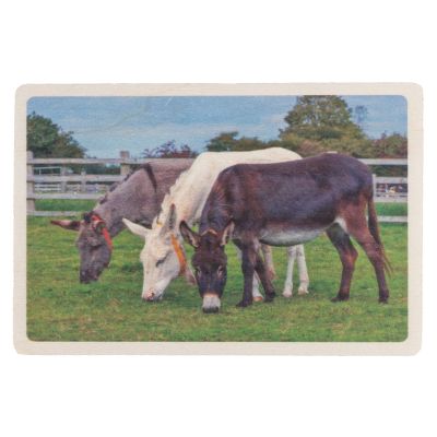 Timothy and Friends Wooden Postcard