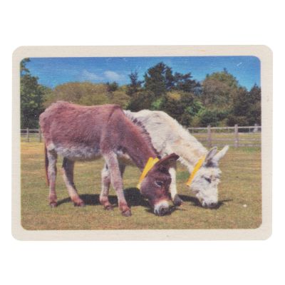 Grazing Donkeys Wooden Magnet