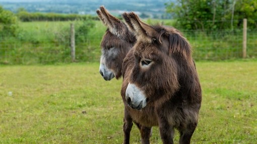 Adoption donkey Felicity at The Donkey Sanctuary Belfast