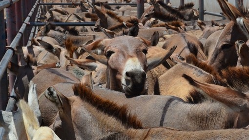 Donkeys awaiting slaughter in Tanzania