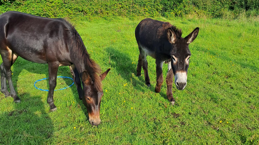 BB the mule (left) with his companion Chum (right).