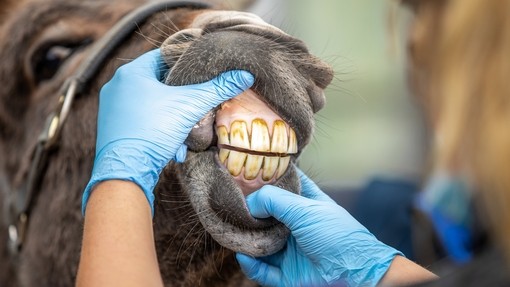 A donkey receiving a dental check-up