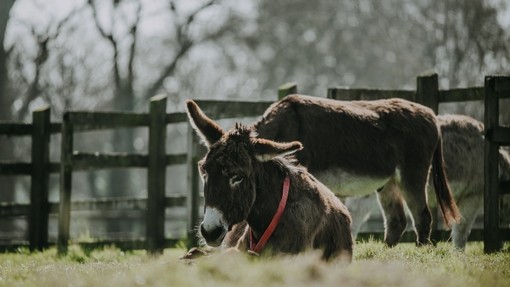 A donkey resting in a field