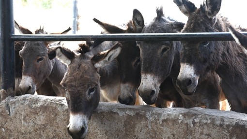 Donkeys in a slaughterhouse holding area.