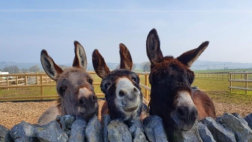 Dora, Bella and Bonny at Derbyshire sanctuary