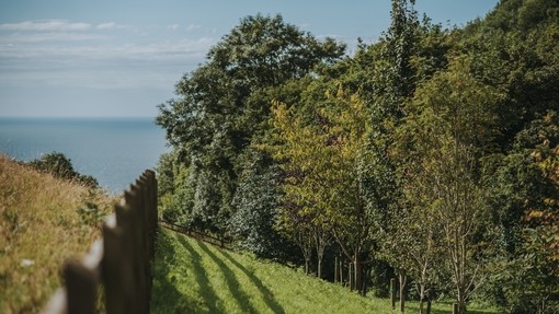 Some fields overlooking the sea at our Sidmouth sanctuary