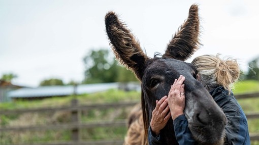 A donkey and staff member enjoying a warm embrace at The Donkey Sanctuary Sidmouth