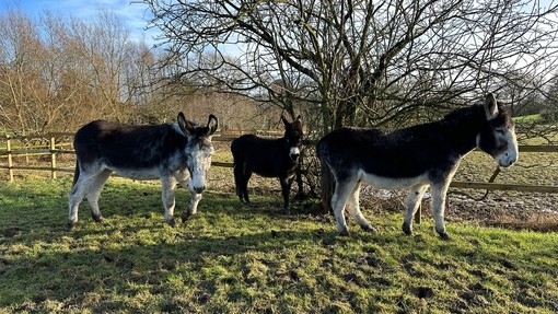 Henry and James help Gerald overcome loss.