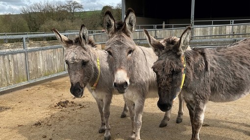 Polly with two donkey friends.