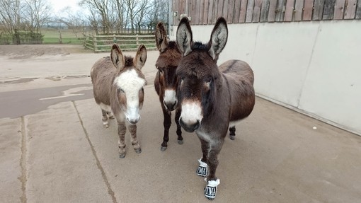 Rosie finds sanctuary among Devon herd.