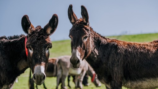 Two donkeys facing each other in a field at Sidmouth