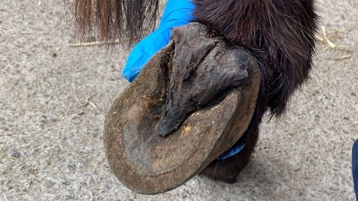 Donkey hoof after treatment.