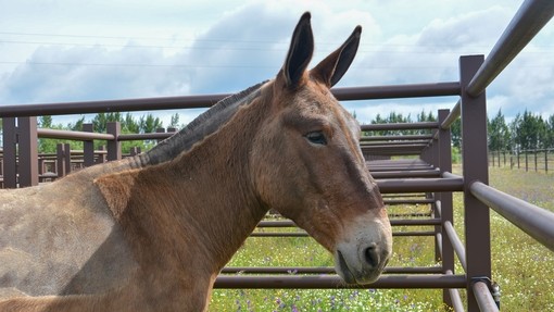 Donkey in Spain