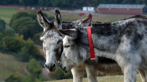 A pair of donkeys enjoying eachothers company