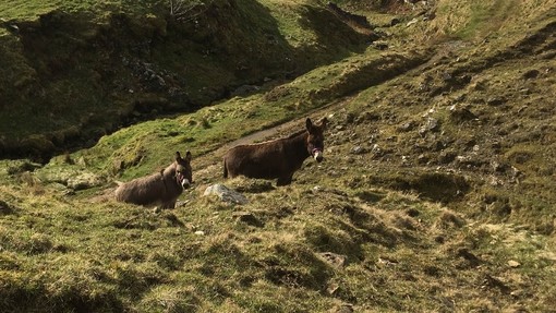 Hamish and Dougal during a walk around the fells.