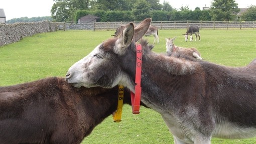 Two donkeys mutual grooming