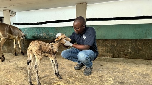 Obadiah checking donkey foal