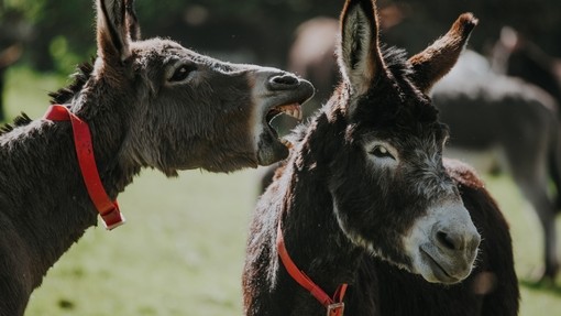 Two donkeys playing