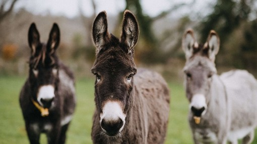 Three donkeys stood together