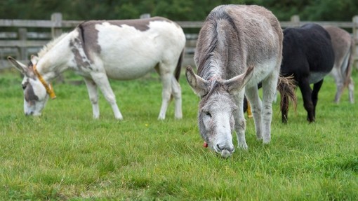 Two donkeys grazing at The Donkey Sanctuary