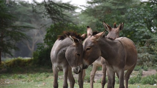 Two donkeys touching heads in Kenya