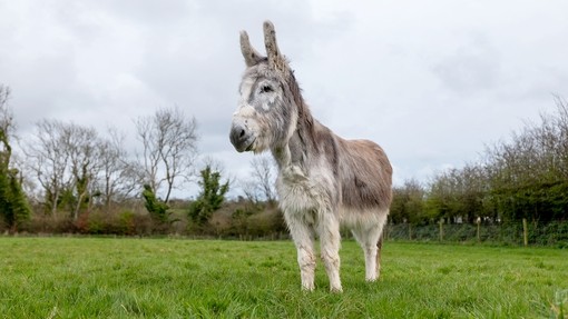 Adoption donkey Ashley after his successful surgery