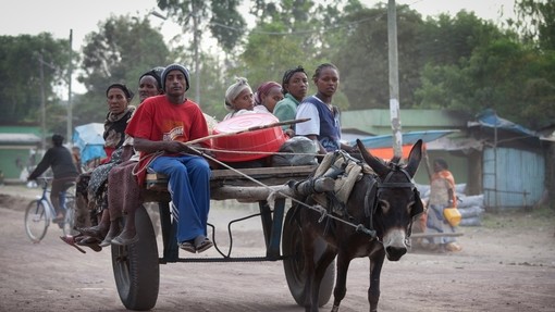 Donkey harness.