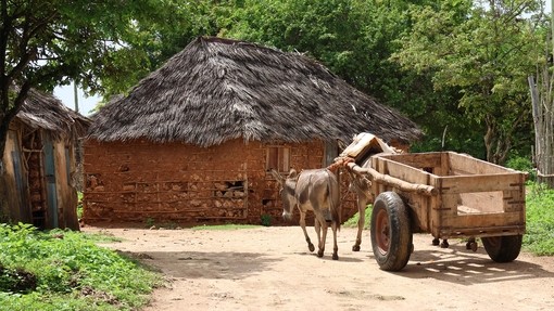 Donkeys pulling a car at the quarry on Manda Island