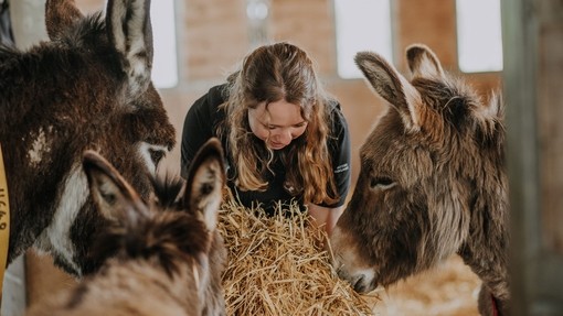 Person feeding donkey hay inside barn.