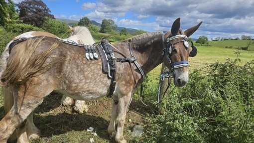 Malcom the mule at the Appleby Horse Fair