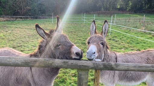 Teddy and Charles looking over a fence