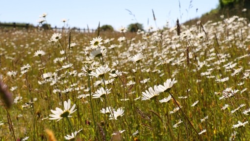 Wildflowers at our Sidmouth sanctuary