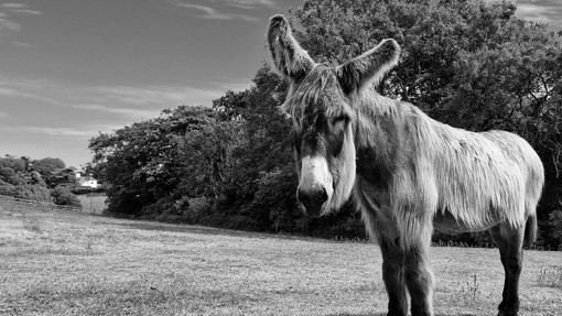 Black and white photo of Dartanyan.