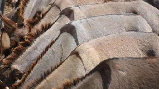 Close-up of donkey hides.