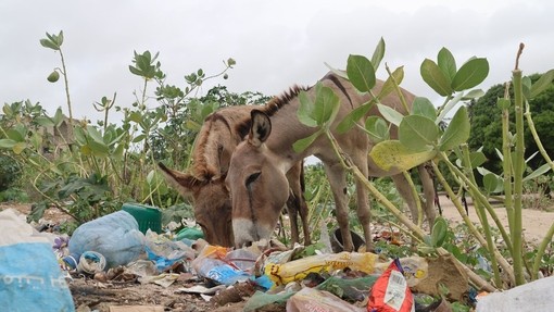 Two donkeys eating from a dumpsite in Lamu