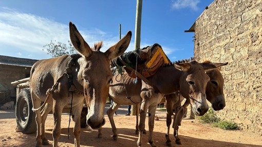 Three donkeys pulling a cart in Kenya