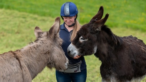 Two brown donkeys with donkey behaviourist Kerry.