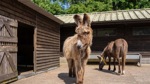 Potiou donkey Percy stood in his new shelter with Jump the mule behind him