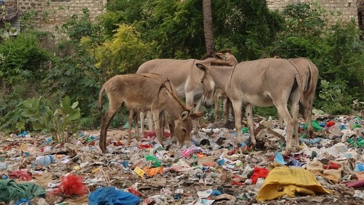 Four donkeys at a dumpsite on Lamu Island