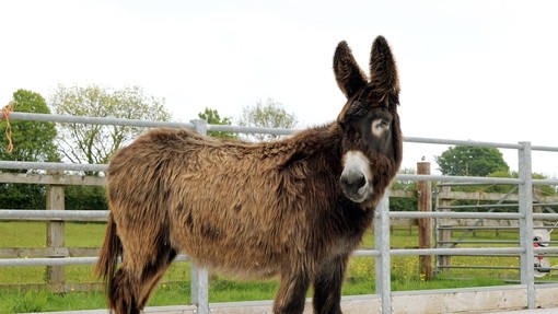 Potiou donkey with one eye stood outside her shelter