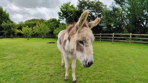 A white and brown donkey stood in his grass paddock