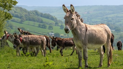 A grey donkey stood in a field with a group of donkeys in the background