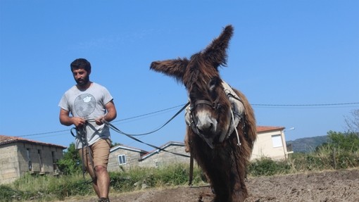 A man leading a Poitou donkey by it's harness