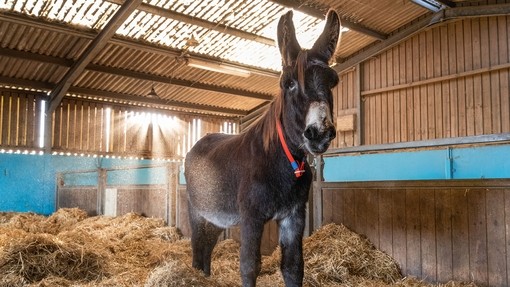 Julius at Buffalo barn.