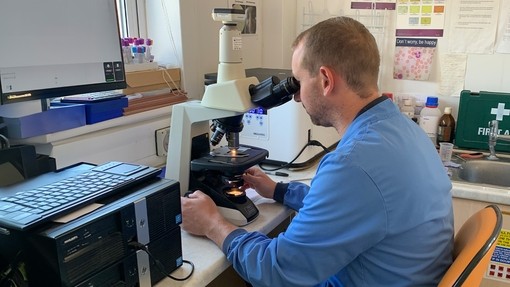 A man in a blue top studying donkey blood work in a pathology lab