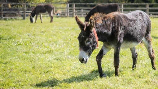 A brown donkey walking through a field with two donkeys in the background