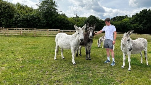 A man stood with two white donkeys and a brown donkey with another donkey grazing behind him.