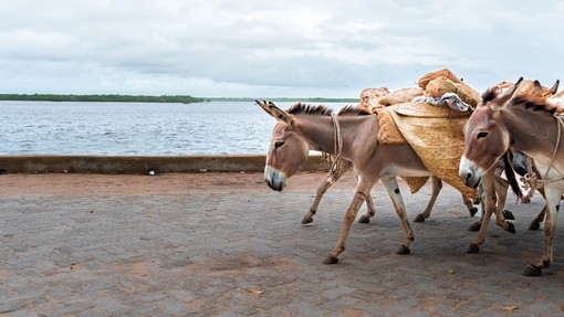 A group of donkeys carrying goods on the seafront of Lamu