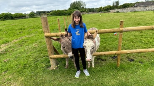 A small girl stood between a brown donkey and a white and brown donkey